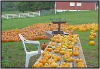 Pumpkins Galore!